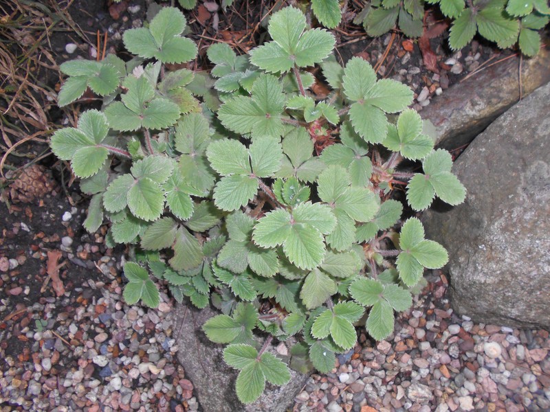 Potentilla micrantha photo 2