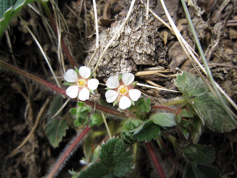 Potentilla micrantha photo 3