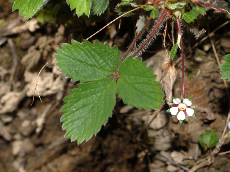 Potentilla micrantha photo 4