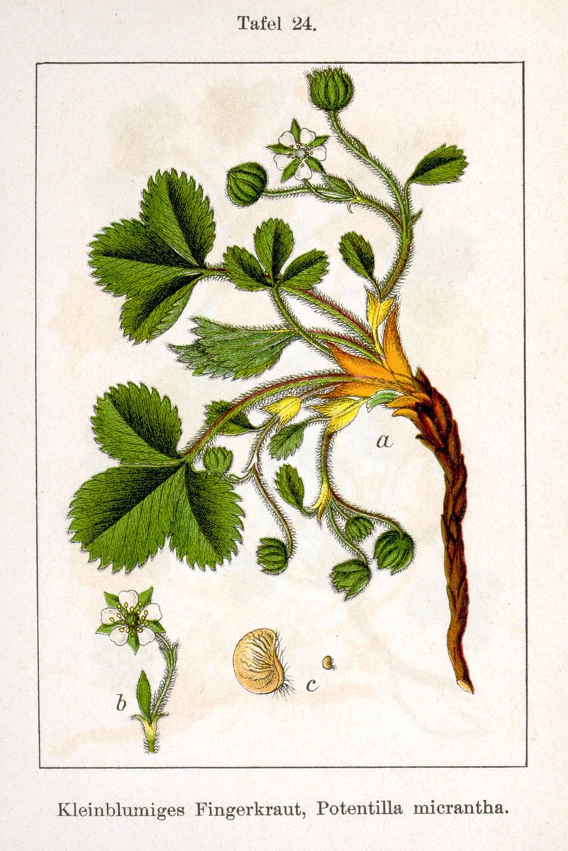 Potentilla micrantha photo 5