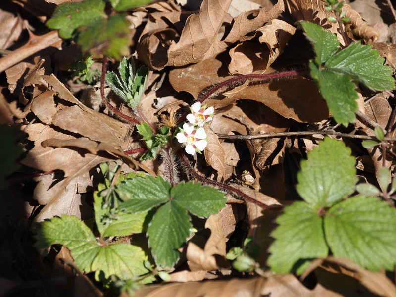 Potentilla micrantha photo 6