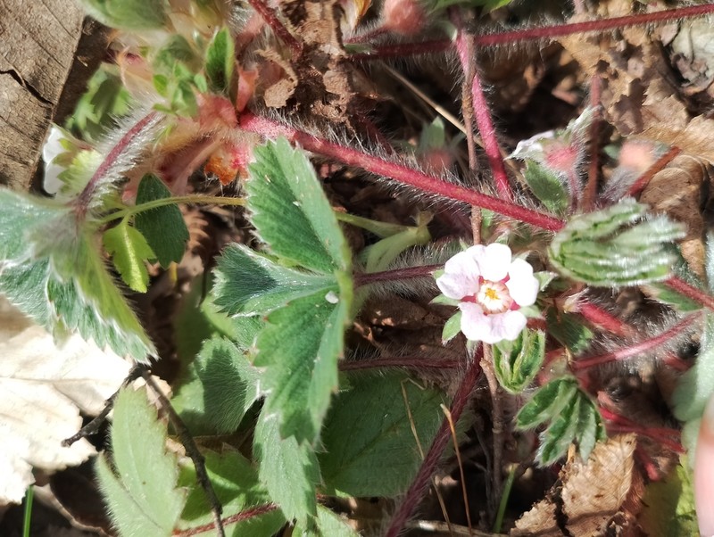 Potentilla micrantha photo 7