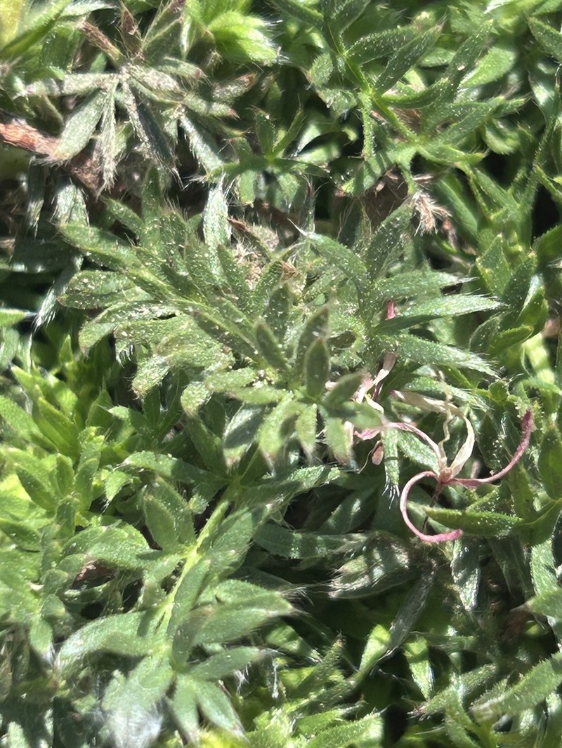 Cutleaf Cinquefoil