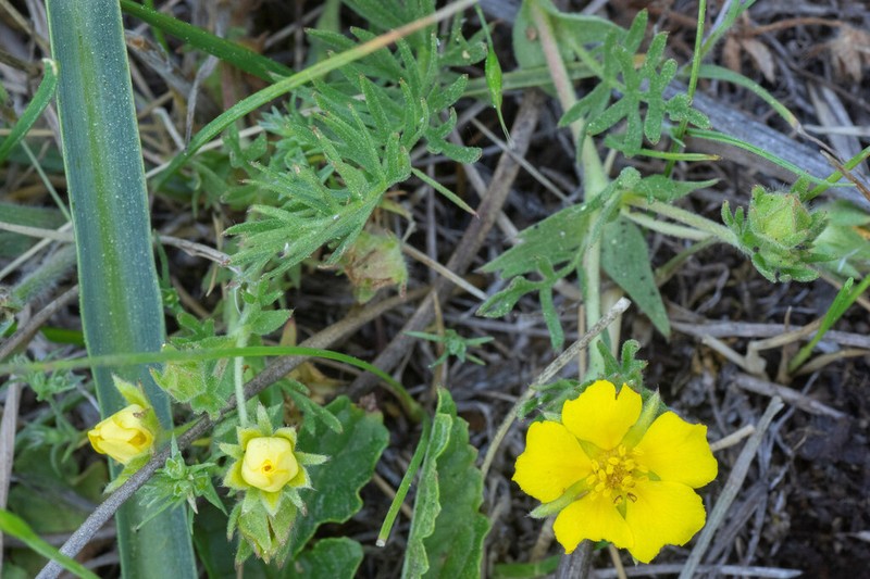 Cutleaf Cinquefoil photo 2