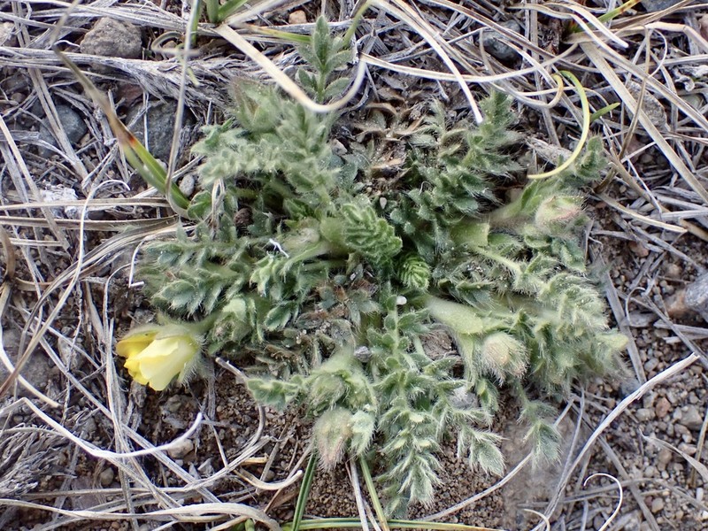 Cutleaf Cinquefoil photo 3