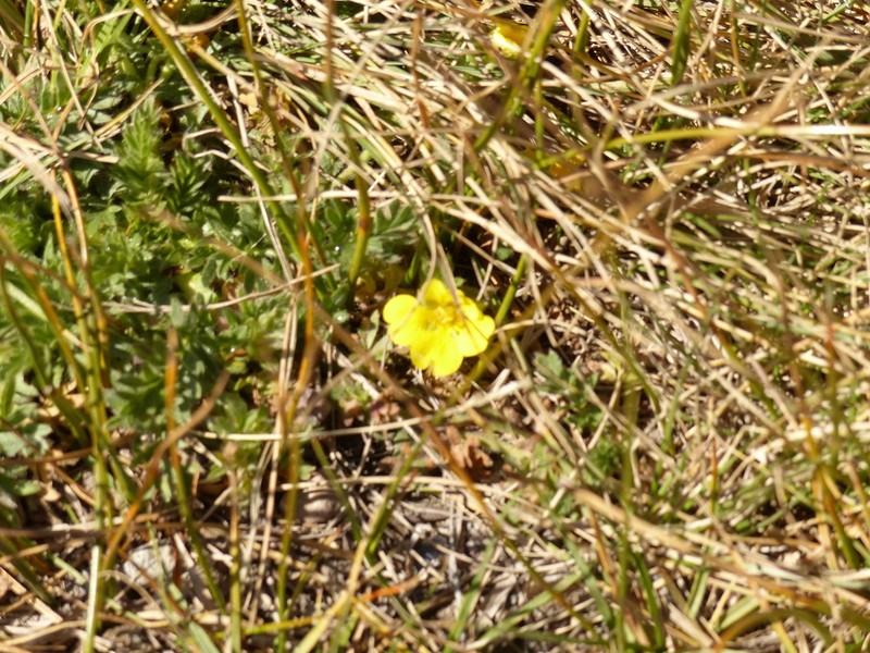 Cutleaf Cinquefoil photo 4