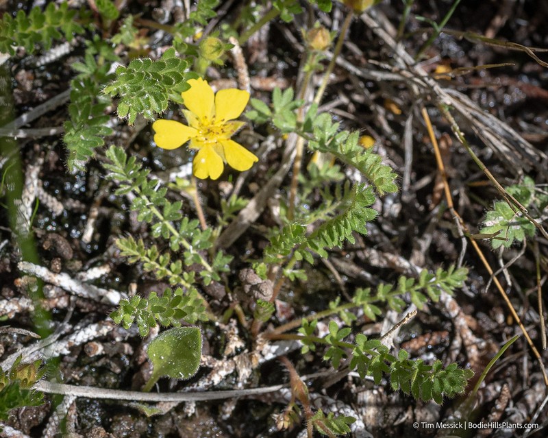 Cutleaf Cinquefoil photo 5