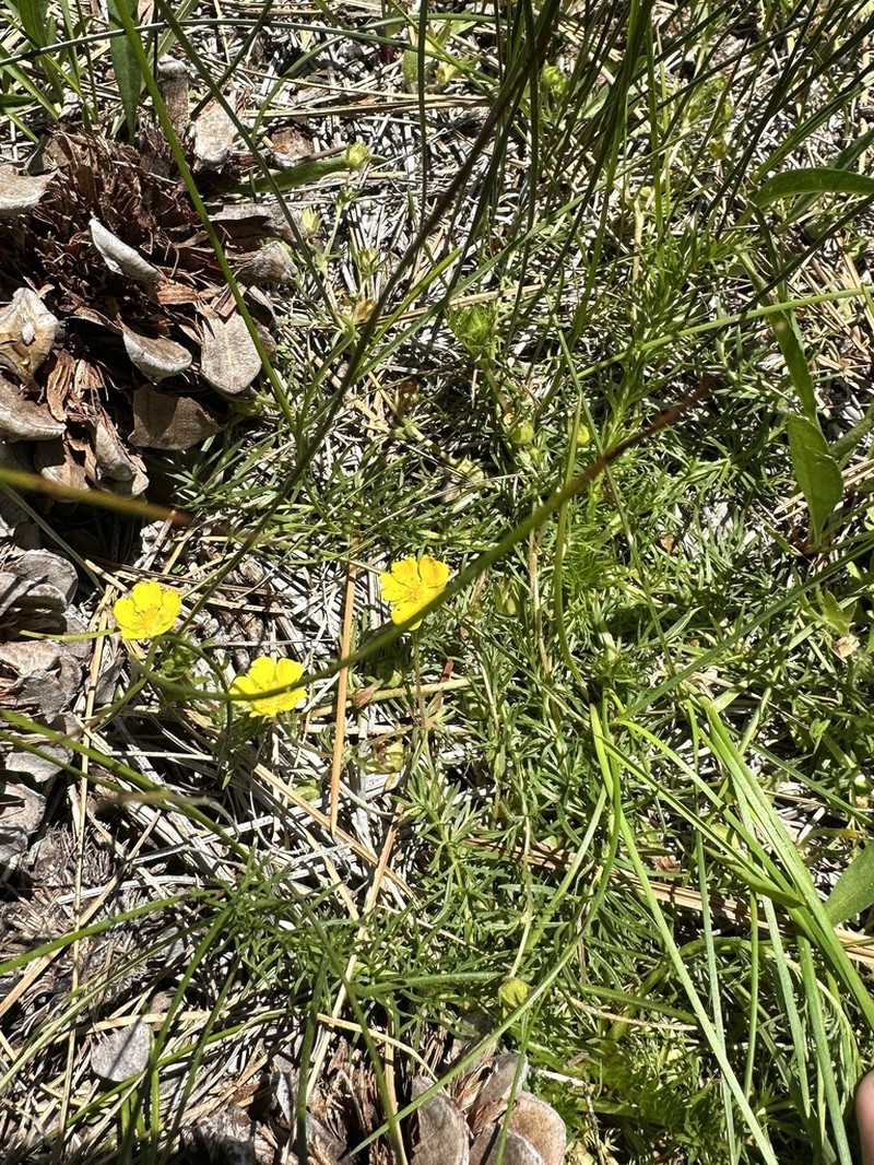 Cutleaf Cinquefoil photo 6