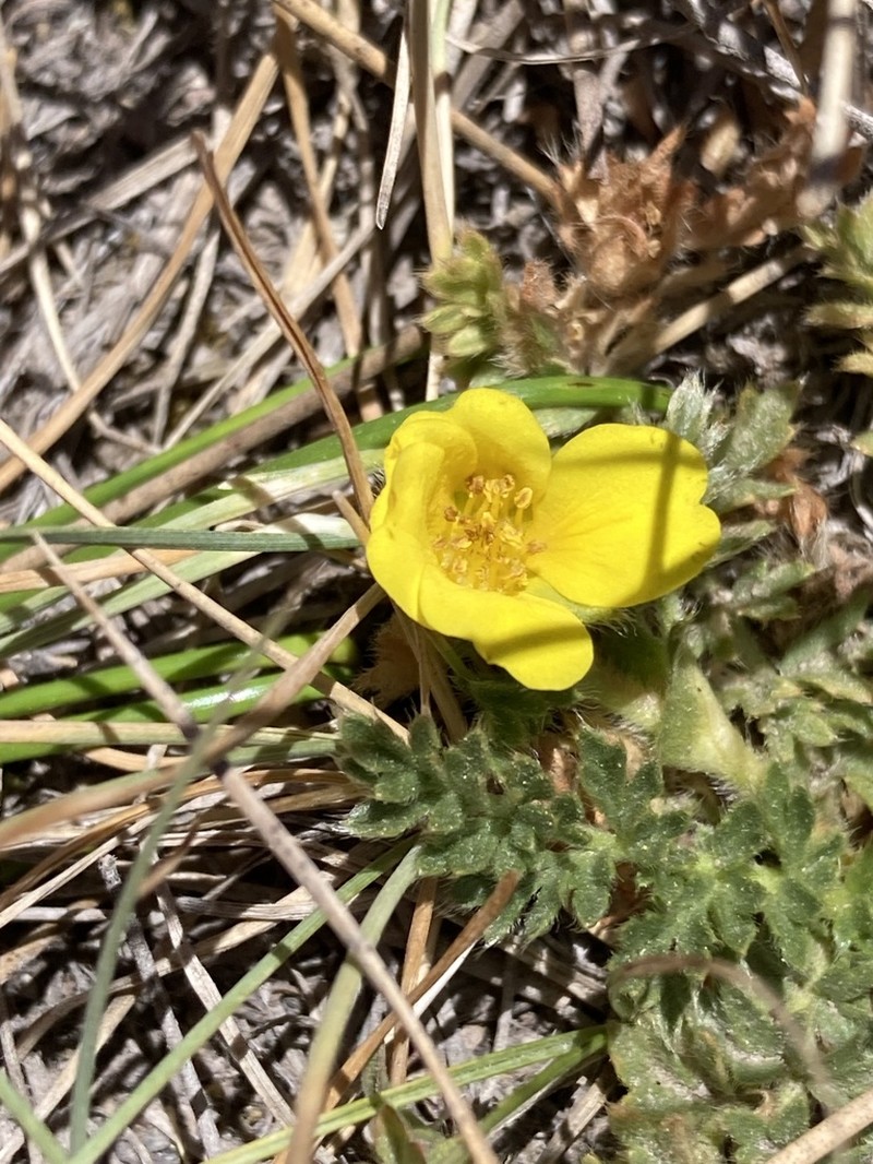 Cutleaf Cinquefoil photo 7