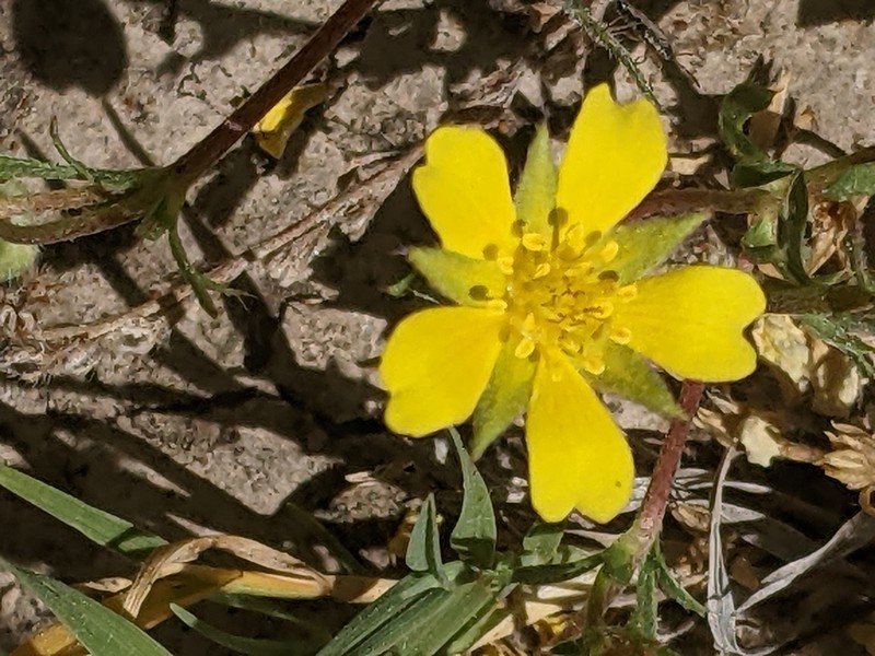 Cutleaf Cinquefoil photo 8
