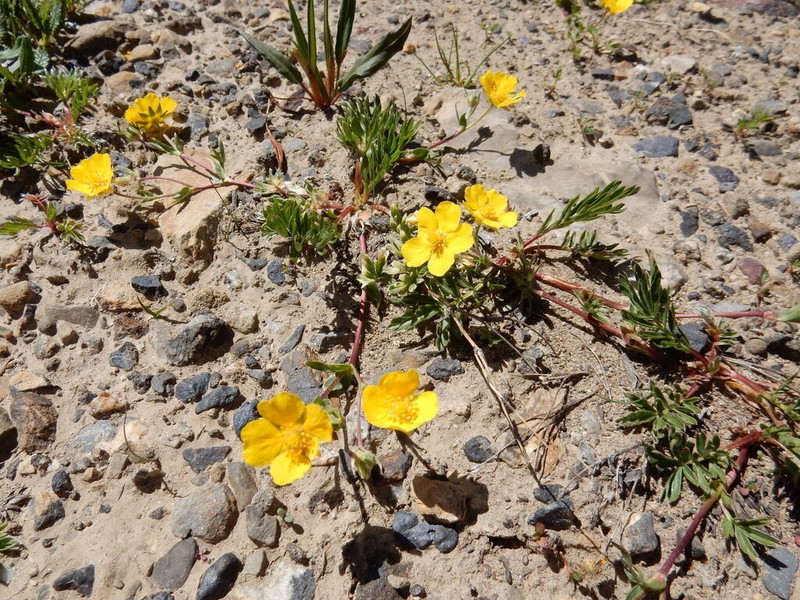 Potentilla modesta
