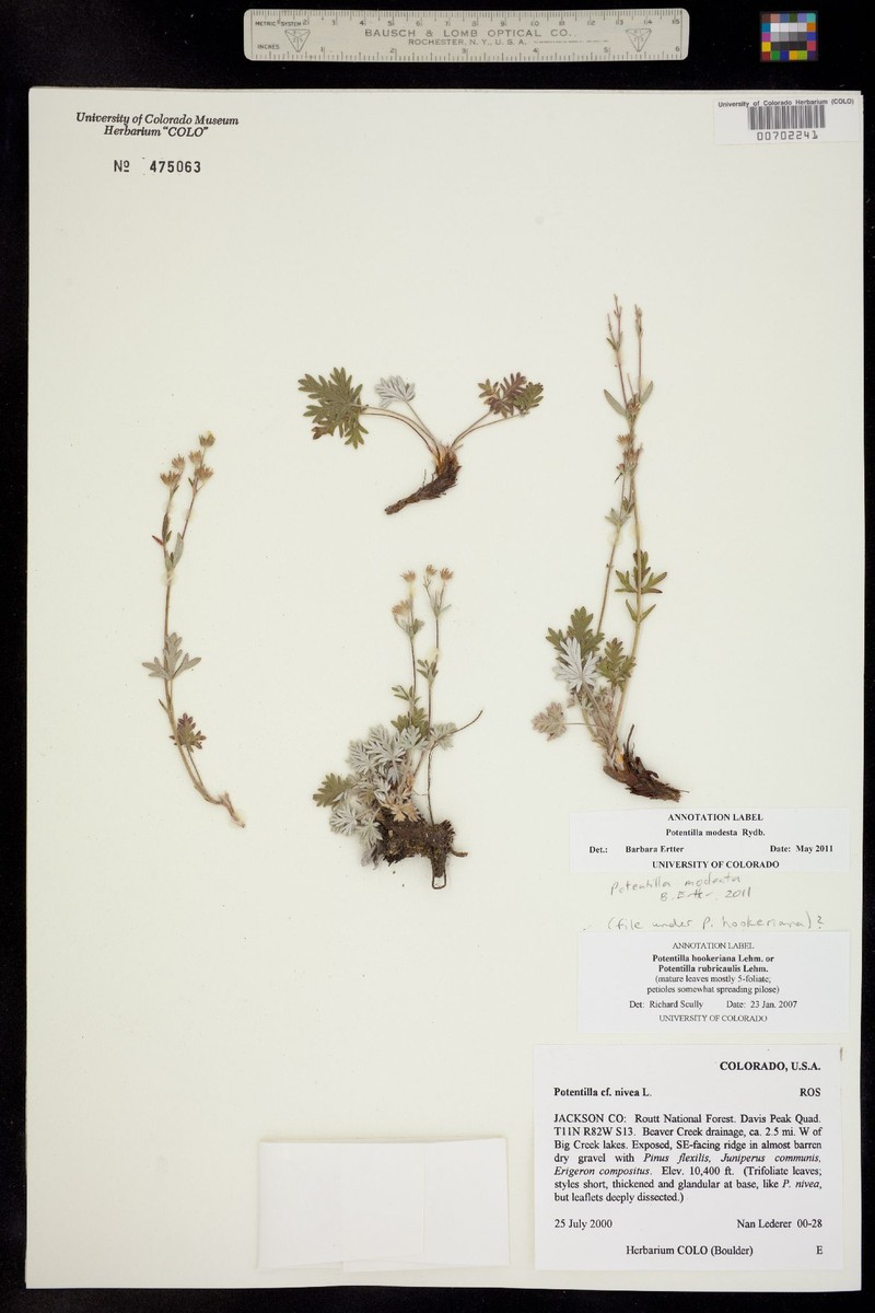 Potentilla modesta photo 4