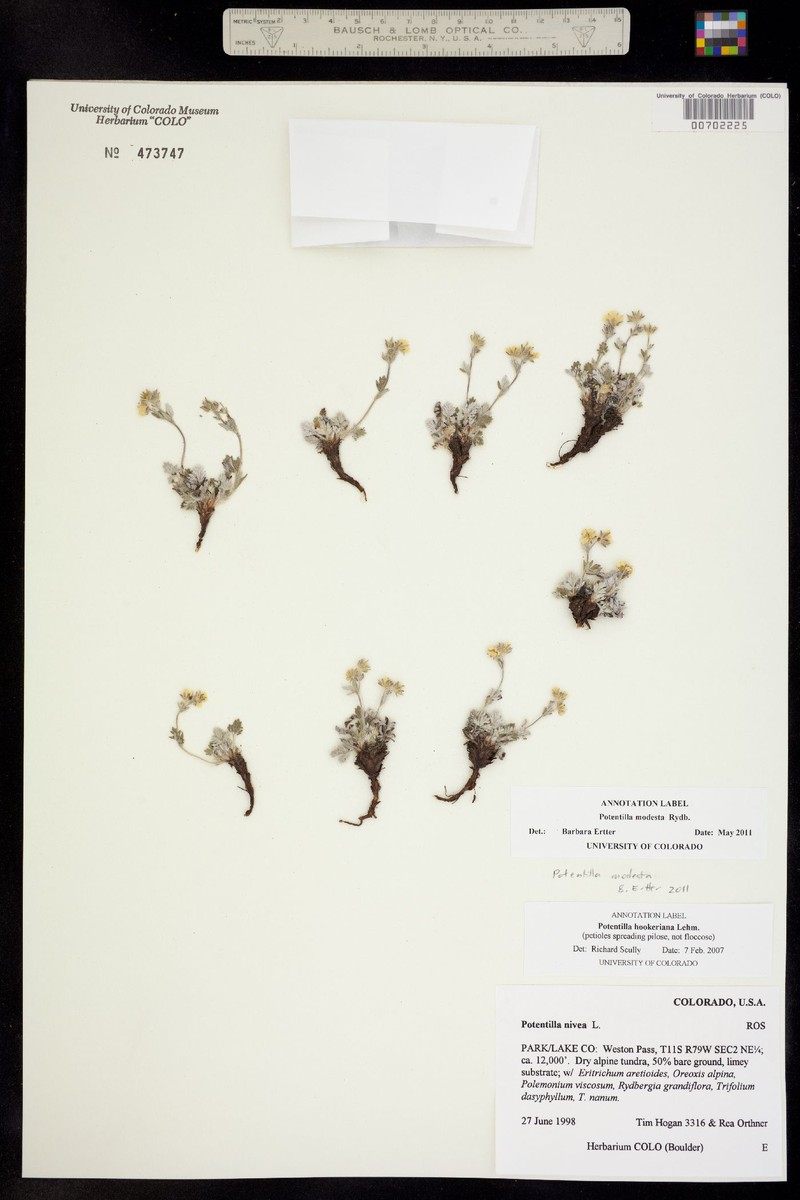 Potentilla modesta photo 5