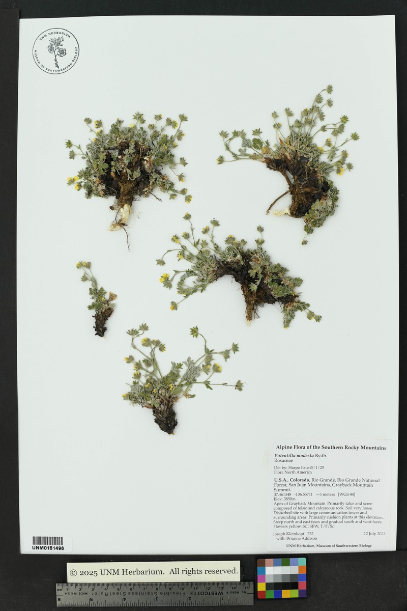 Potentilla modesta