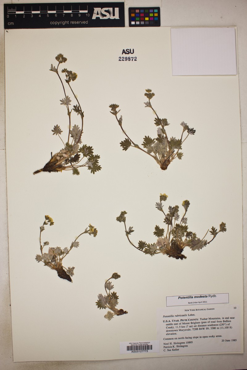 Potentilla modesta photo 2