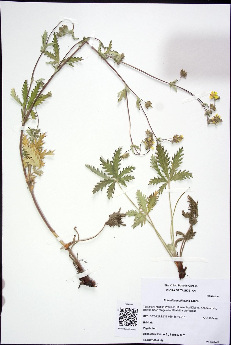 Potentilla mollissima
