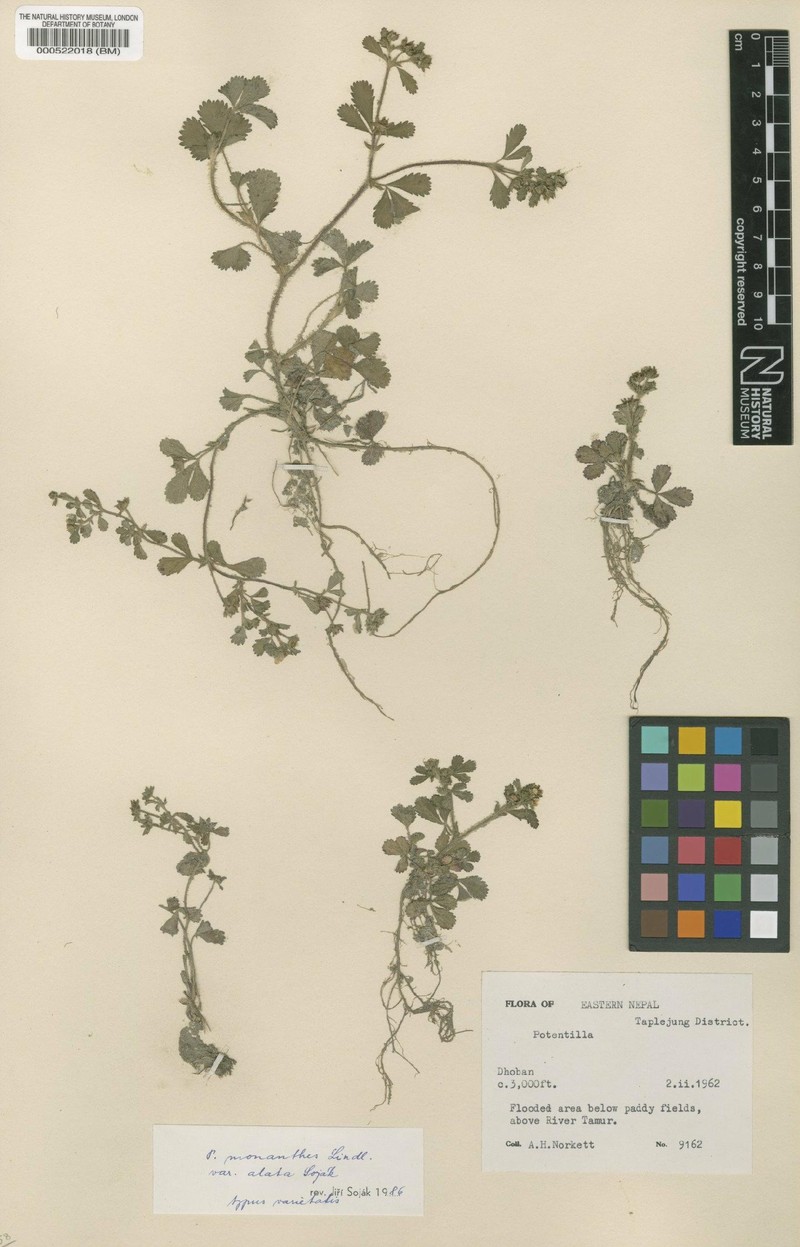 Potentilla monanthes