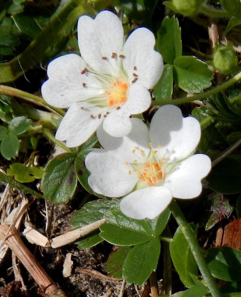 Potentilla montana