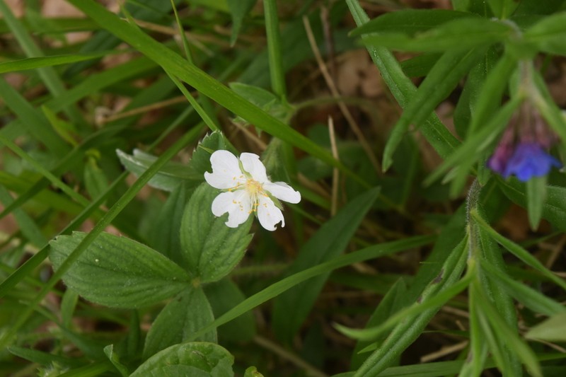 Potentilla montana photo 2