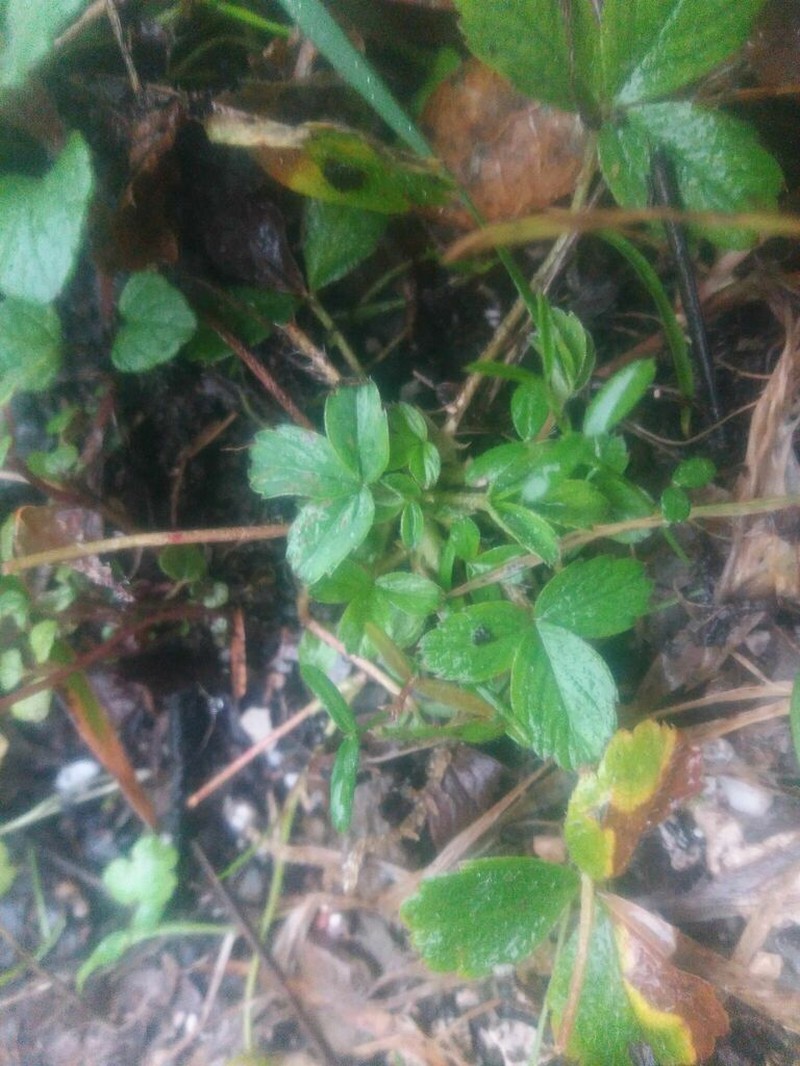 Potentilla montana photo 3