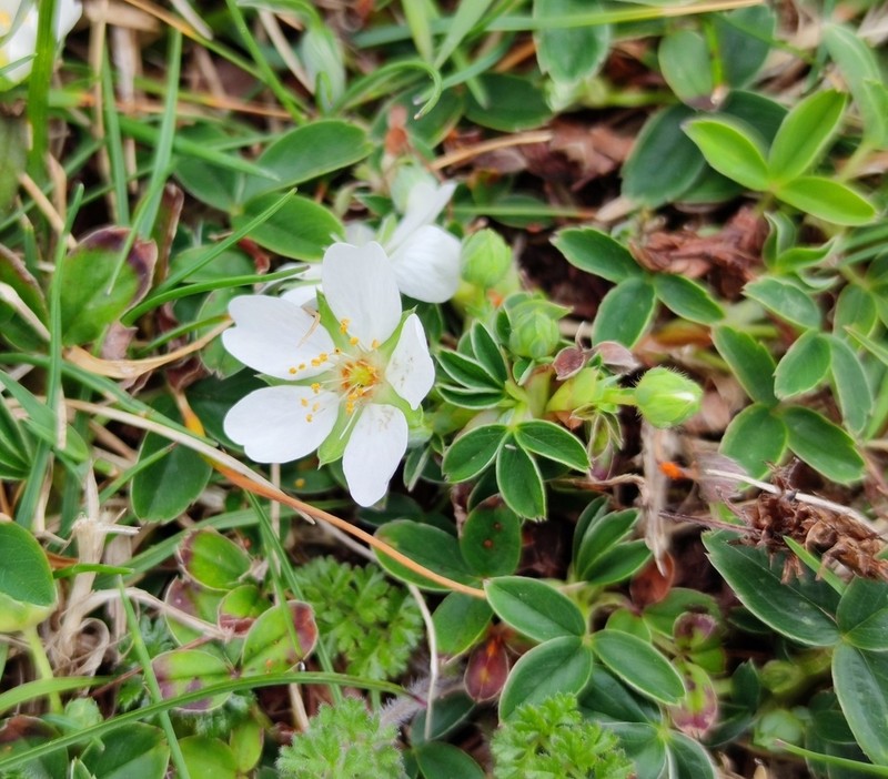 Potentilla montana photo 4
