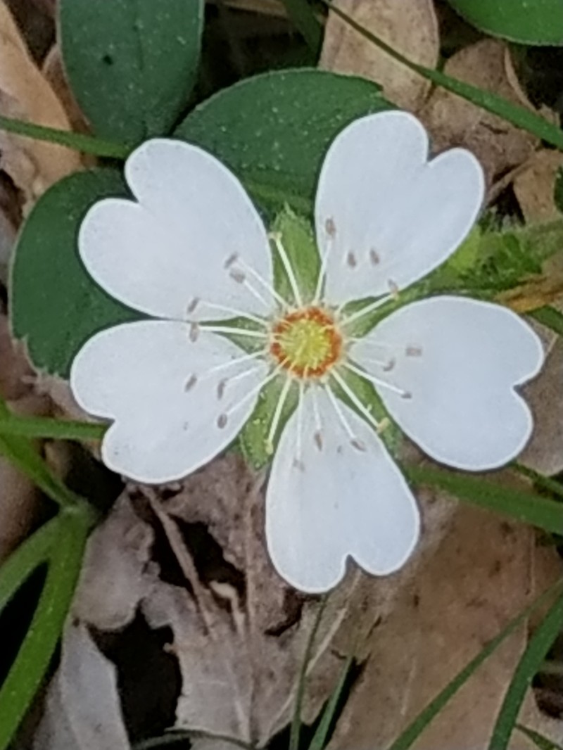 Potentilla montana photo 5