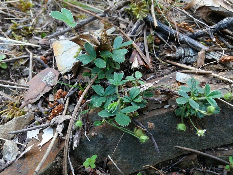 Potentilla montana photo 6