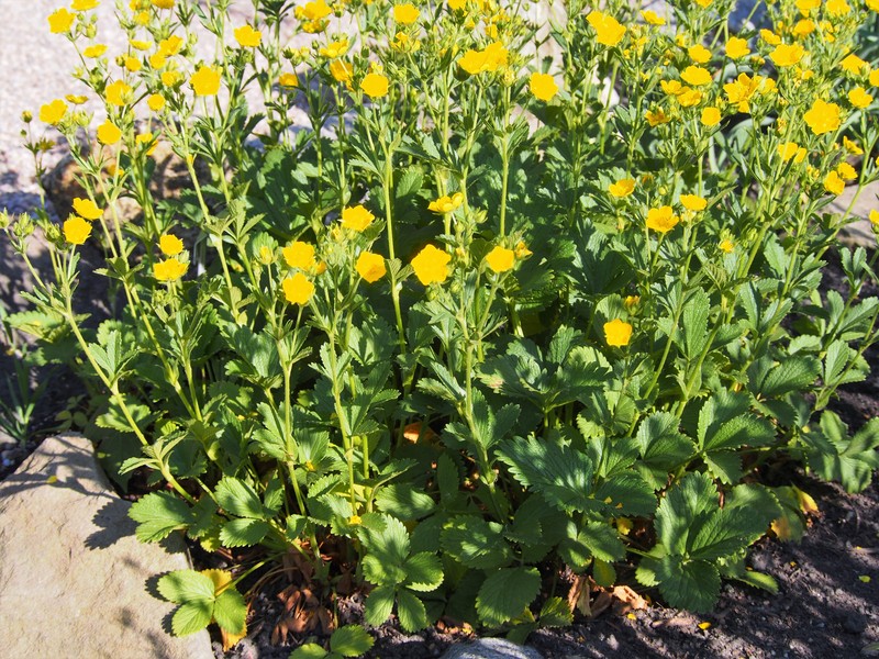 Potentilla montenegrina