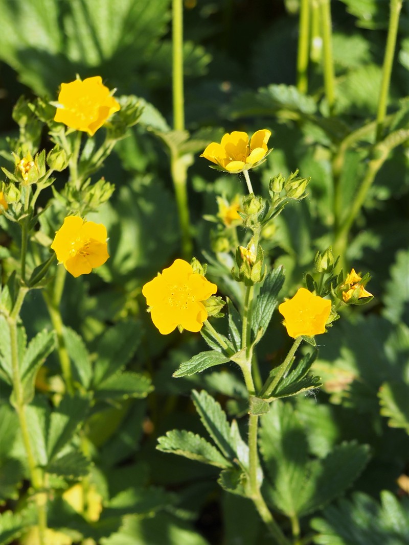 Potentilla montenegrina photo 2