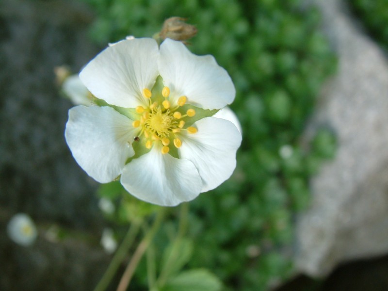 Potentilla montenegrina photo 3