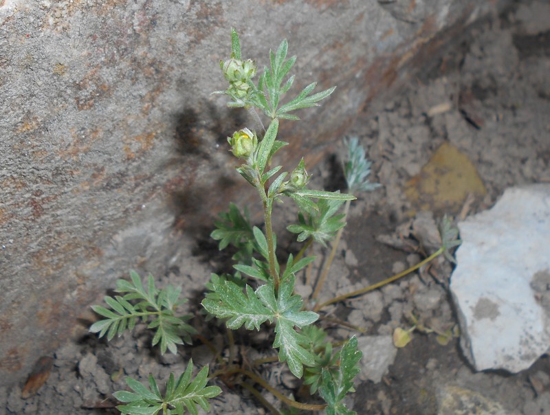 Morefield's Cinquefoil