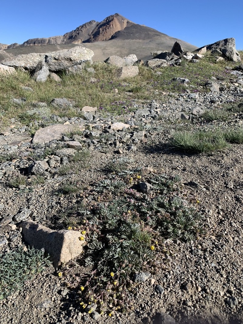 Morefield's Cinquefoil