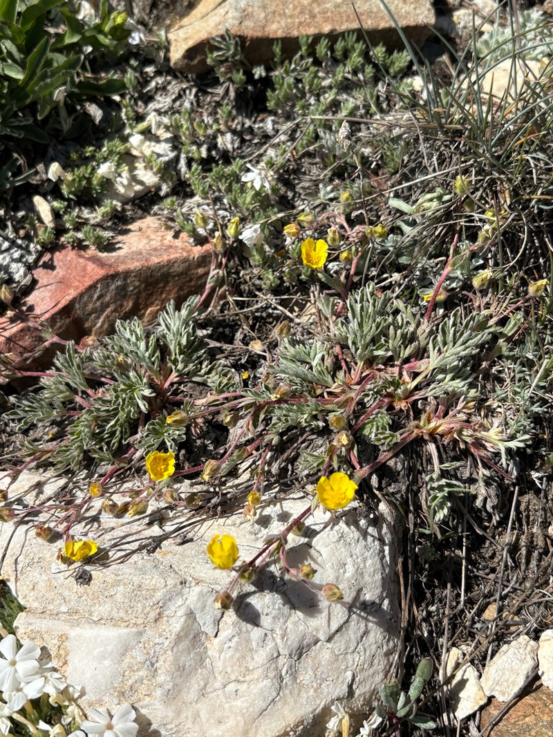 Morefield's Cinquefoil photo 2