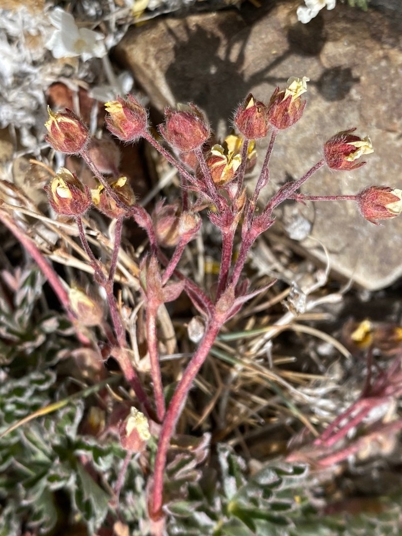 Morefield's Cinquefoil photo 3