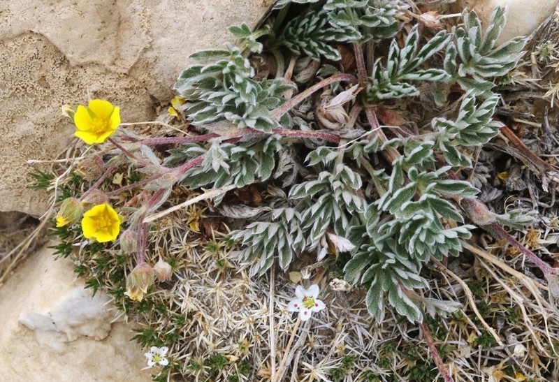 Morefield's Cinquefoil photo 4