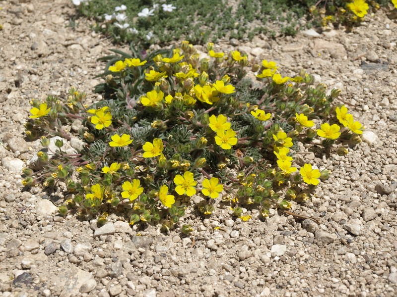 Morefield's Cinquefoil photo 5