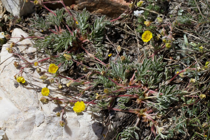 Morefield's Cinquefoil photo 6
