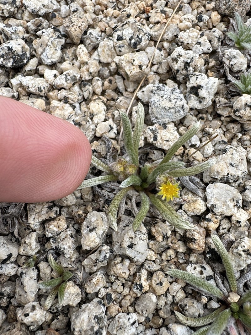 Granite Mousetail