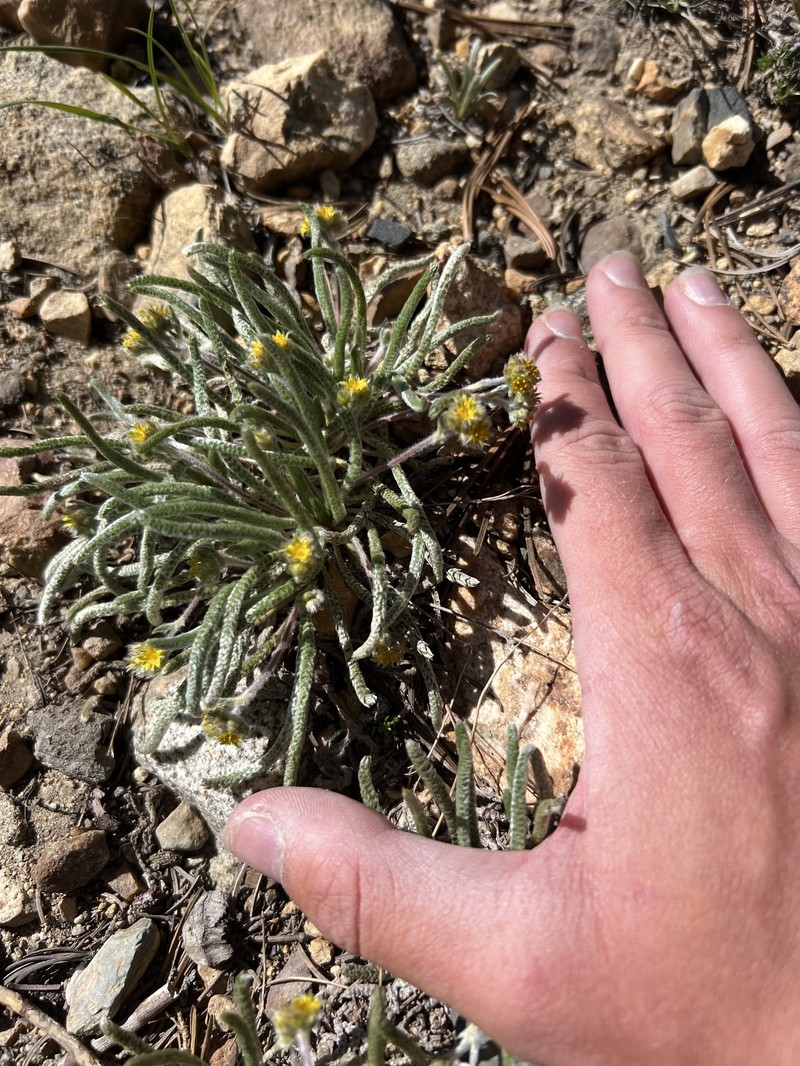 Granite Mousetail photo 2