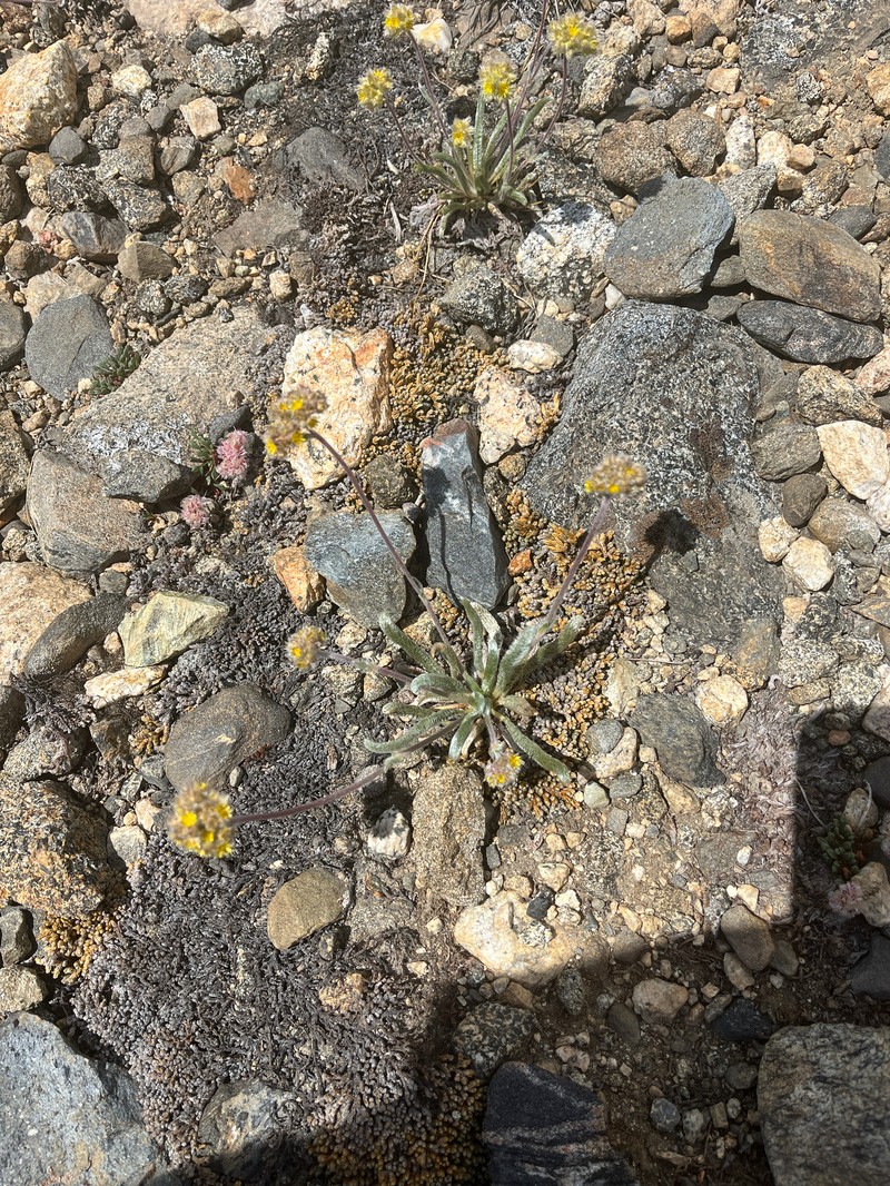 Granite Mousetail photo 3