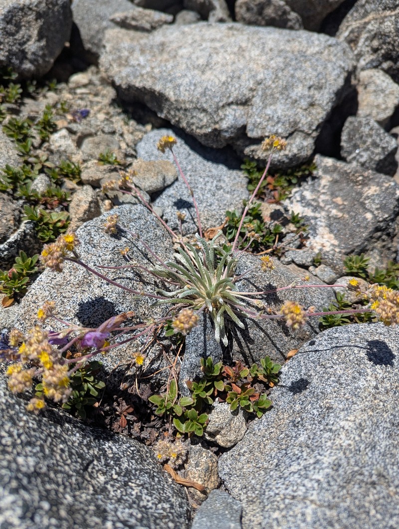 Granite Mousetail photo 4