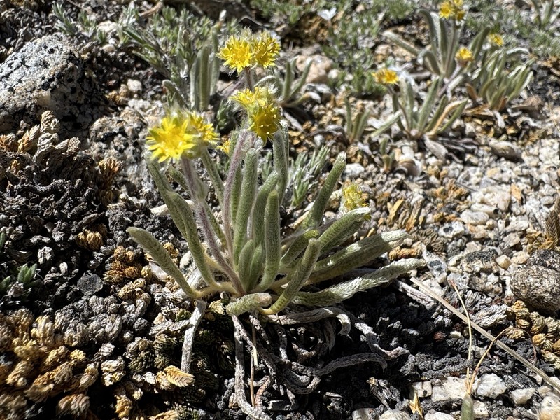Granite Mousetail photo 5