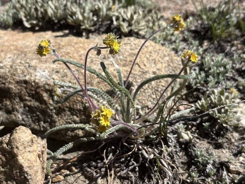 Granite Mousetail photo 6