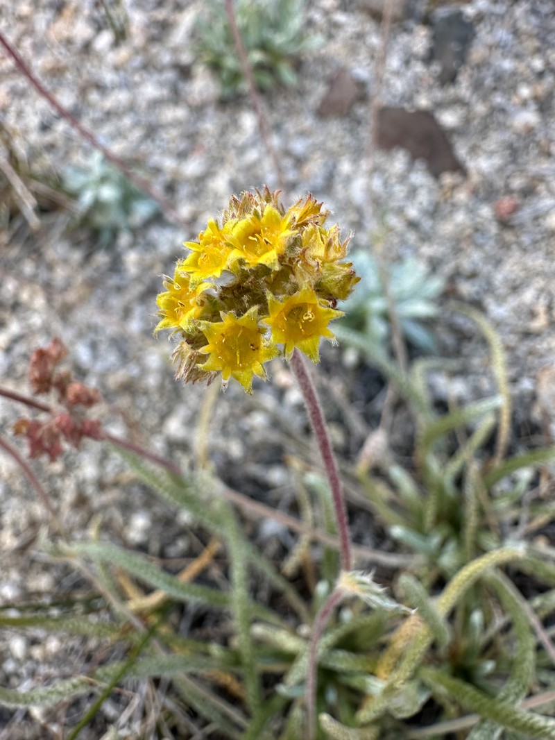 Granite Mousetail photo 7