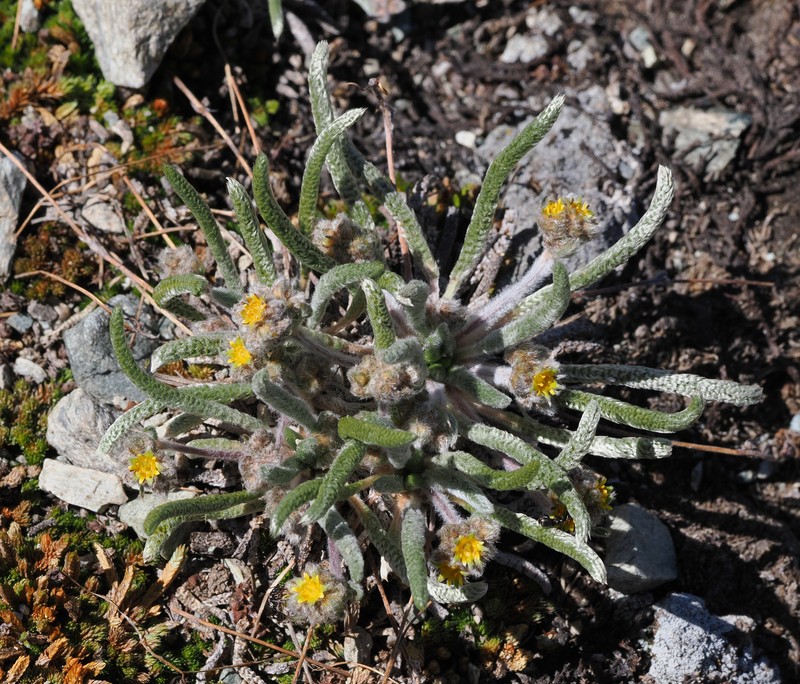 Granite Mousetail photo 8