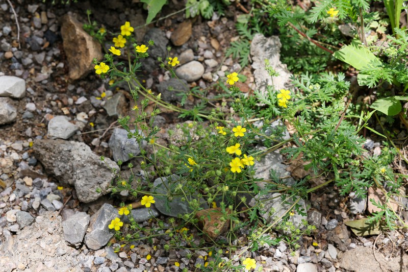 Potentilla multicaulis