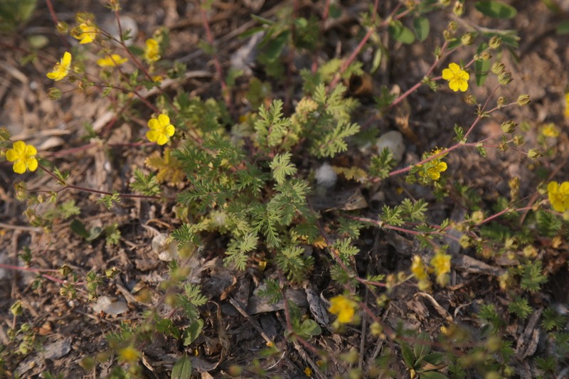 Potentilla multicaulis photo 2