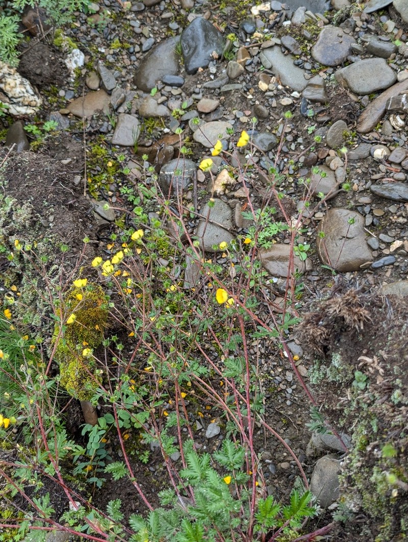 Potentilla multicaulis photo 3
