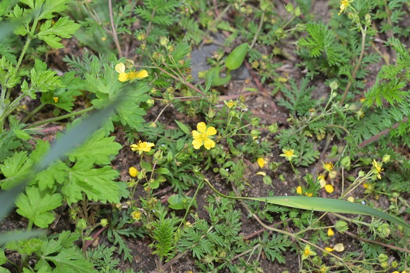 Potentilla multicaulis photo 4