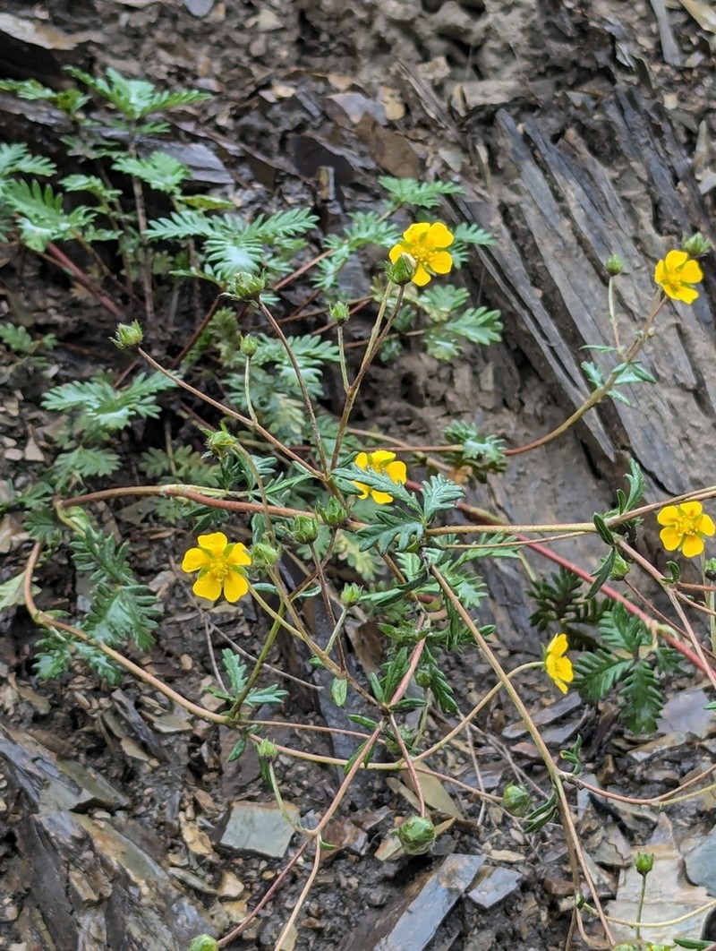 Potentilla multicaulis photo 5